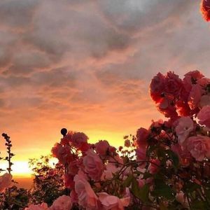 Meet your Posher, Thein